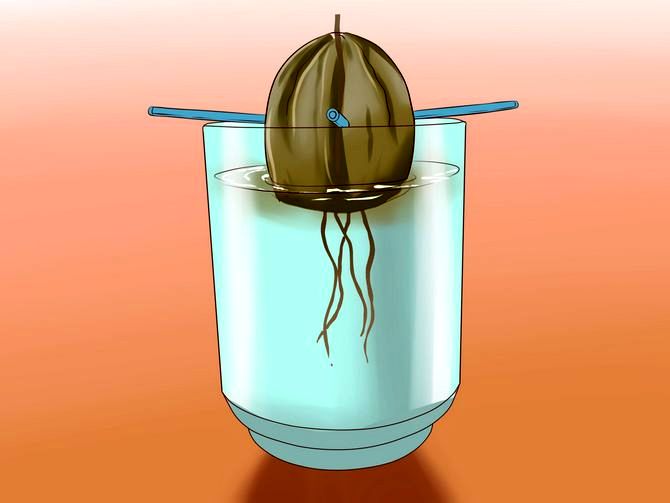 Как выращивать косточку авокадо в домашних условиях?