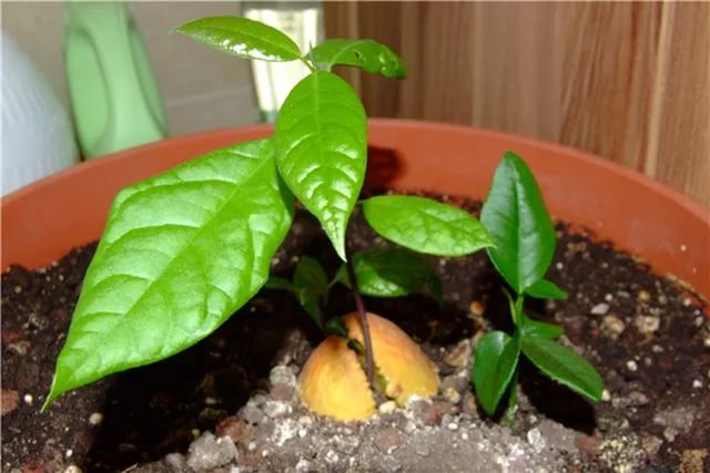 Как выращивать косточку авокадо в домашних условиях?
