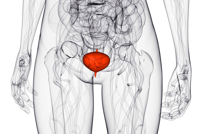 Анатомия человека внутренние органы поясница