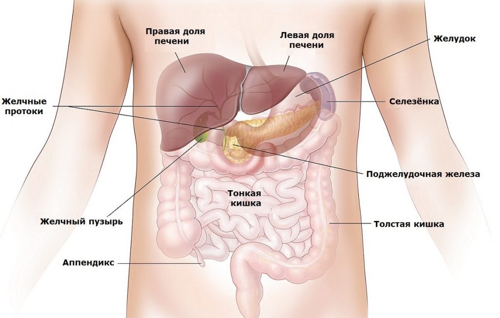 Анатомия человека внутренние органы поясница thumbnail