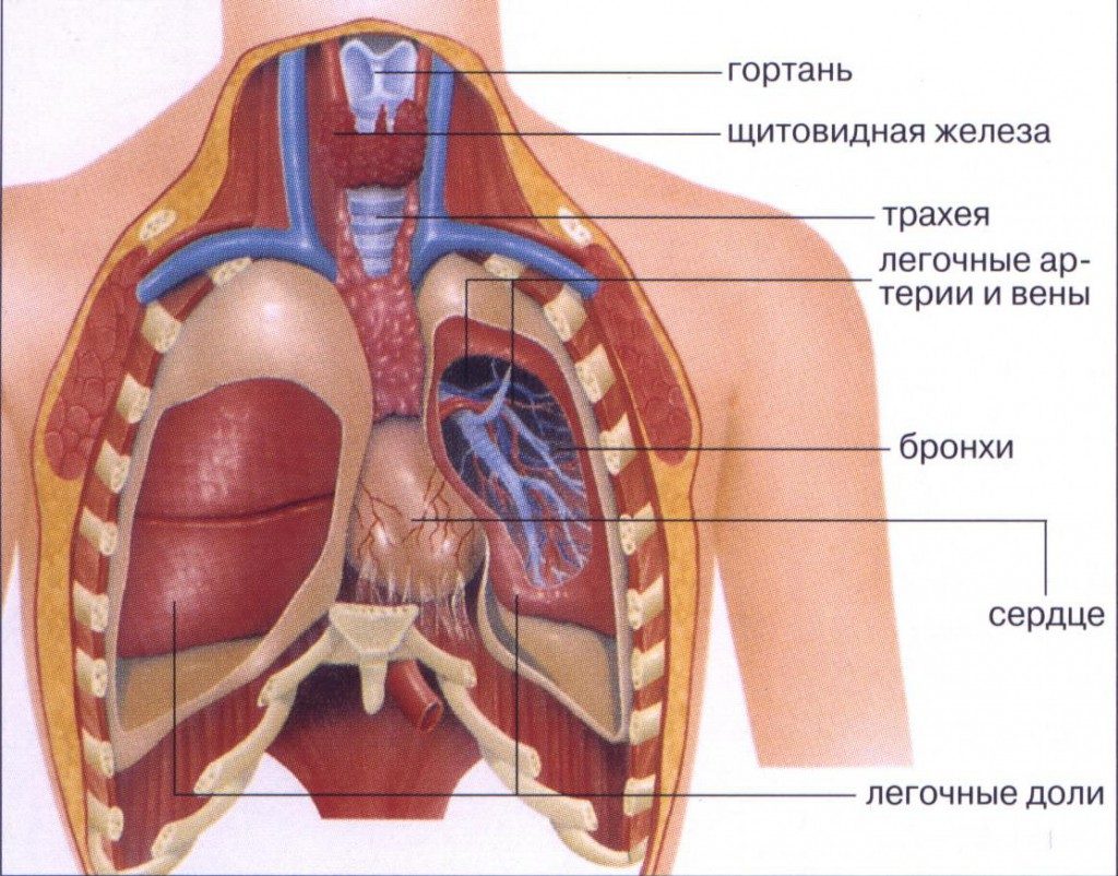 В грудной полости располагается желчный пузырь толстая кишка сердце почки